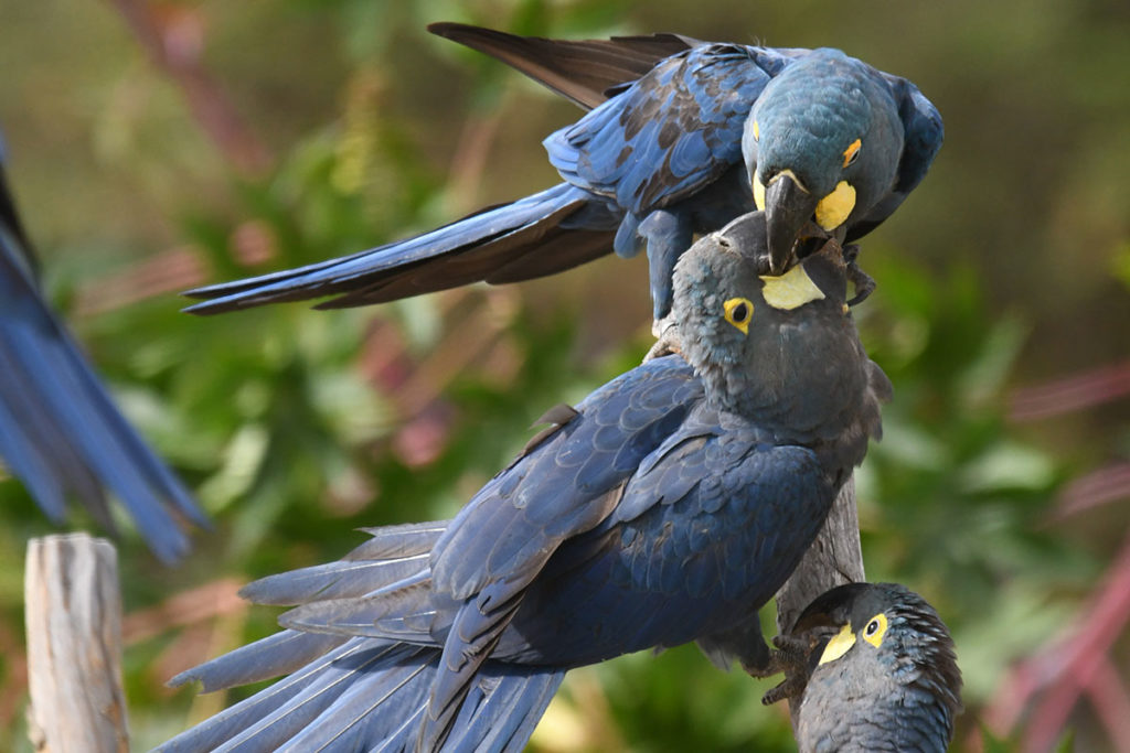 Loro Parque Fundación: un año más trabajando para salvar las especies