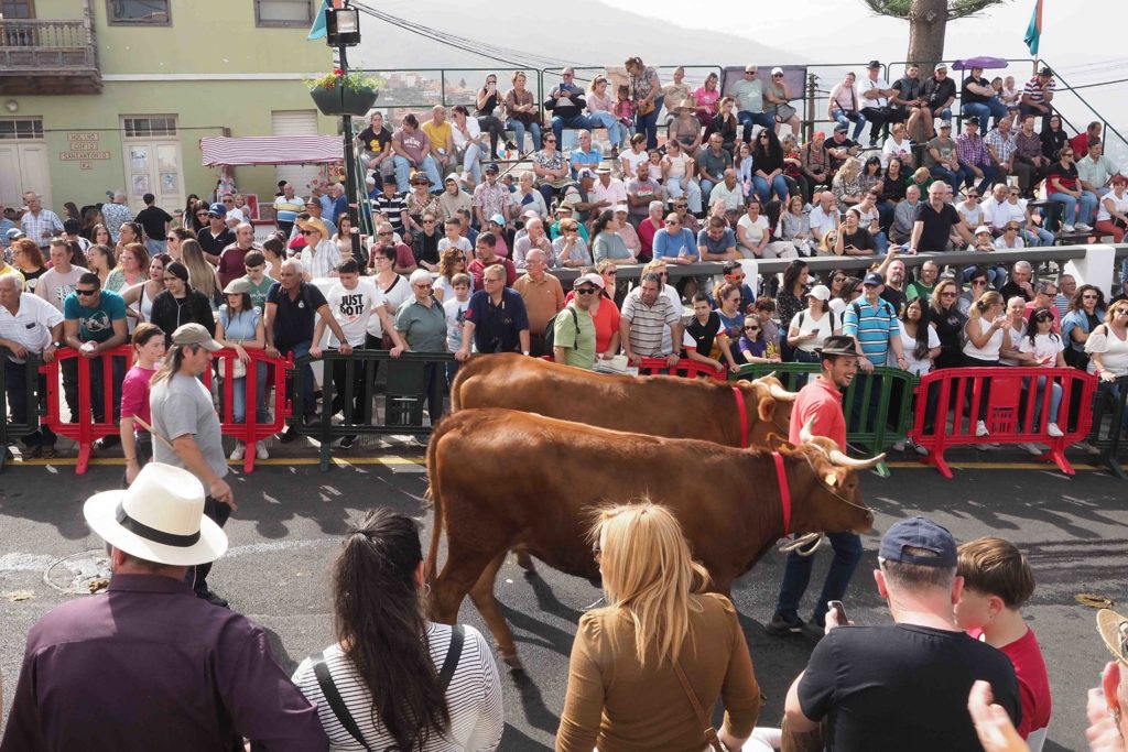 Cerca de 8.000 personas llegaron al municipio para bendecir a sus animales y participar de la feria de ganado más antigua de la Isla.