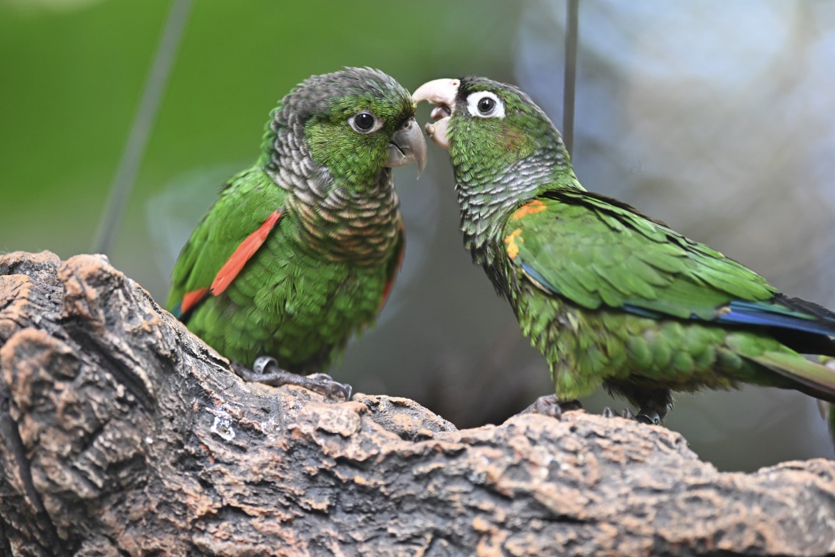 El vuelo de las Pyrrhuras en el nuevo aviario inmersivo de Loro Parque