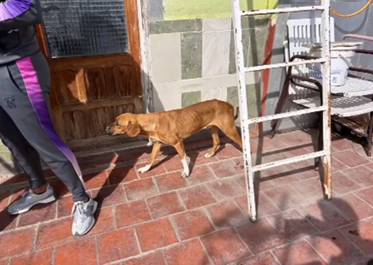 Nuevo caso de maltrato animal en Tenerife: rescatan a dos perros de una terraza en la que vivían rodeados de sus propios excrementos