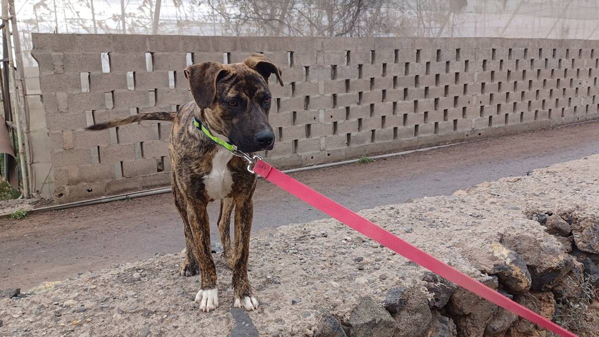 Todos los animales del refugio afectado por el incendio en Arona se encuentran en buen estado