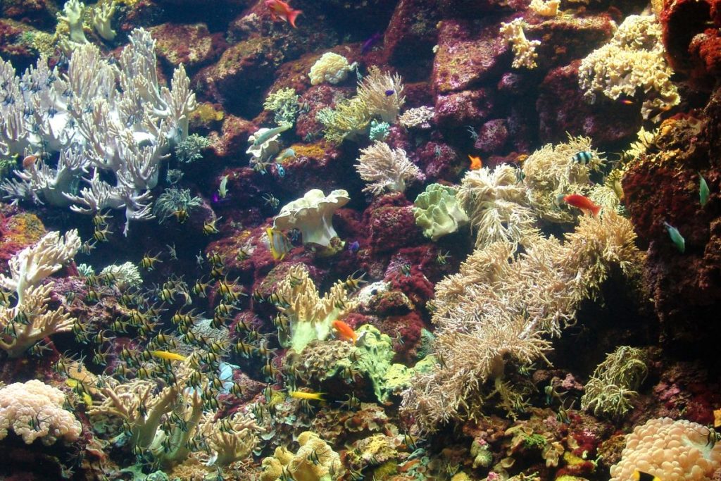 Loro Parque está construyendo el que será el mayor arrecife de coral fuera del océano del mundo