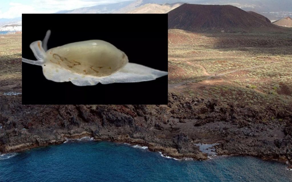 El sorprendente descubrimiento de unos buzos en Tenerife