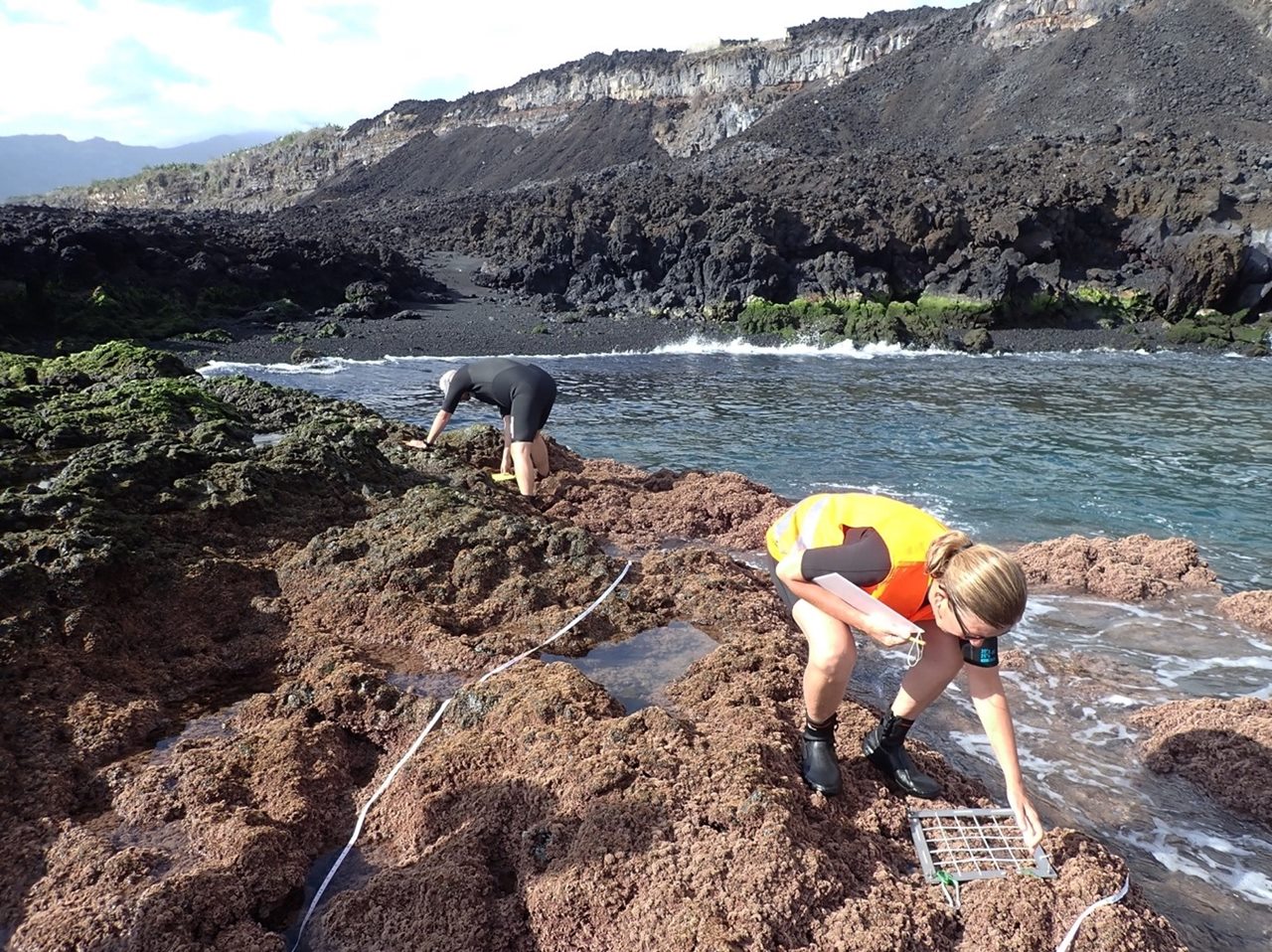 Un nuevo estudio científico desvela la especie más rápida en colonizar los deltas lávicos del volcán de La Palma