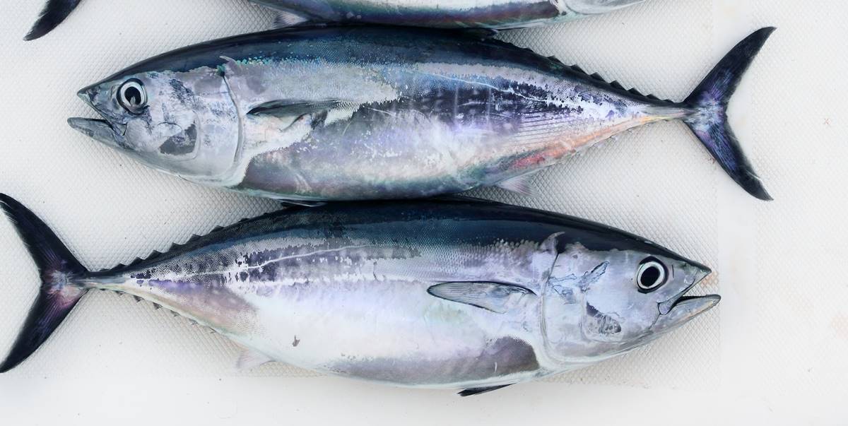 El pescado muy consumido en Canarias y que podría tener altos niveles de mercurio según un estudio