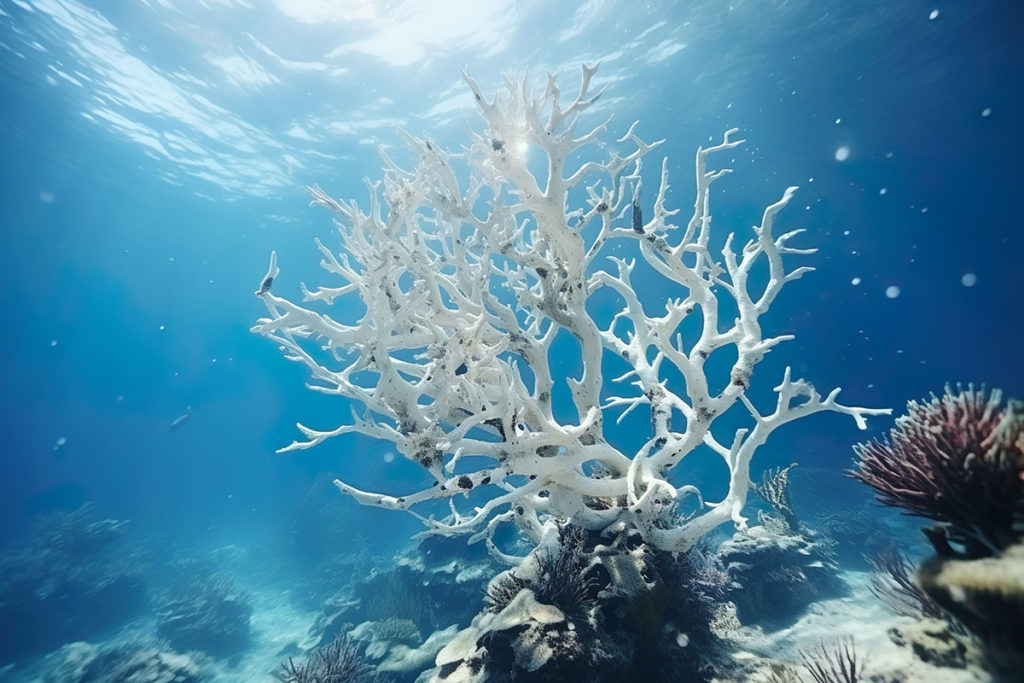 ¿Por qué la perdida de color de los arrecifes de coral compromete la vida marina?