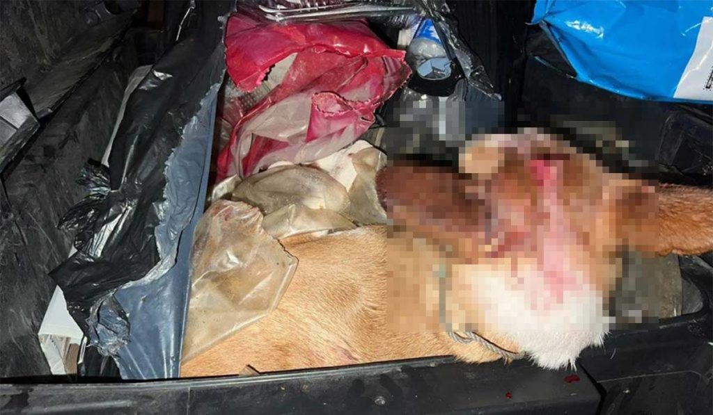 Brutal caso de maltrato animal en Granadilla: le abre la cabeza a un perro, intenta ahorcarlo y lo tira a la basura