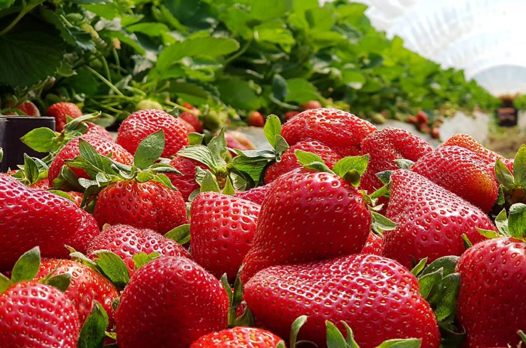 Una conocida cadena de supermercados de Canarias aclara: sus fresas no provienen de Marruecos