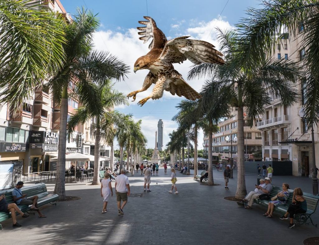 Santa Cruz de Tenerife soltará un halcón para disuadir a las palomas de la capital