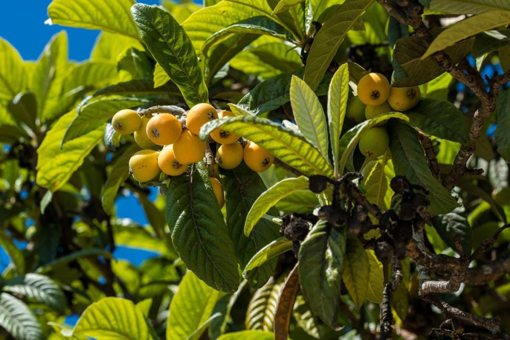 La fruta que comíamos mucho en Canarias cuando niños, rica en vitamina C y está desapareciendo