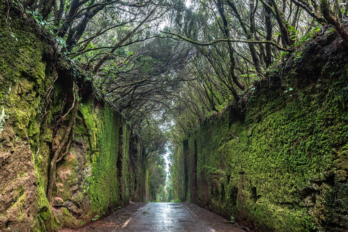 Reserva de la Biosfera de Anaga
