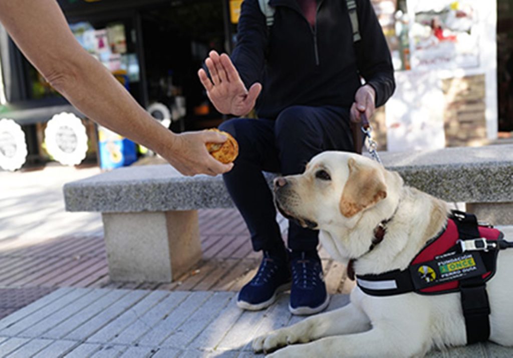 La ONCE en Canarias pide no distraer con comida a los perros guía. ONCE