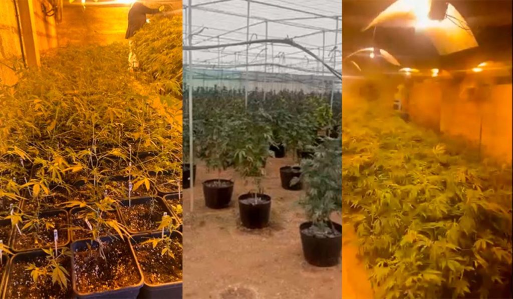 Así era por dentro la plantación de marihuana encontrada en Tenerife: más de 1.000 plantas y 65 kilos de droga