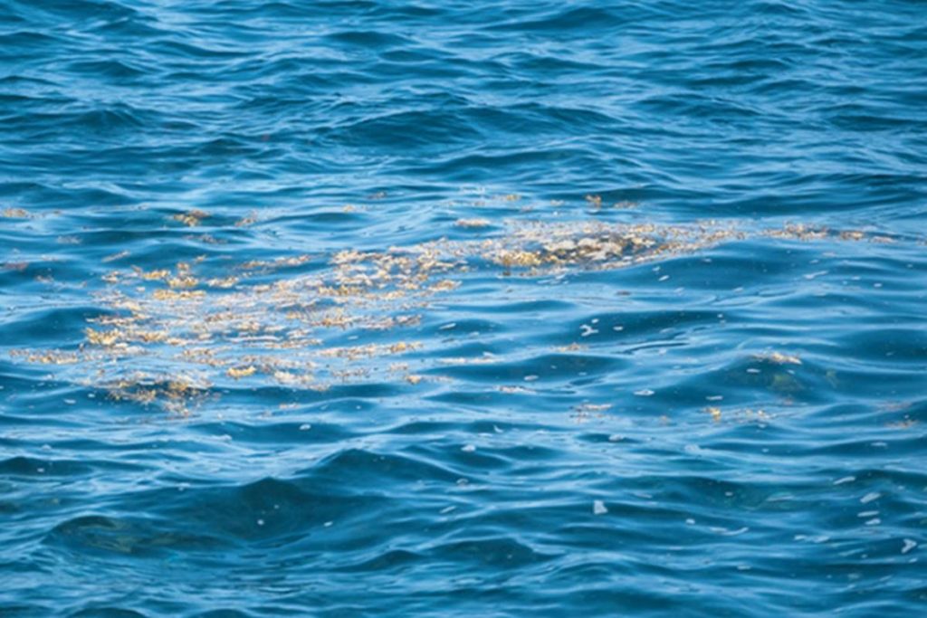 Nueva presencia de ‘microalgas’ frente al litoral del sureste tinerfeño