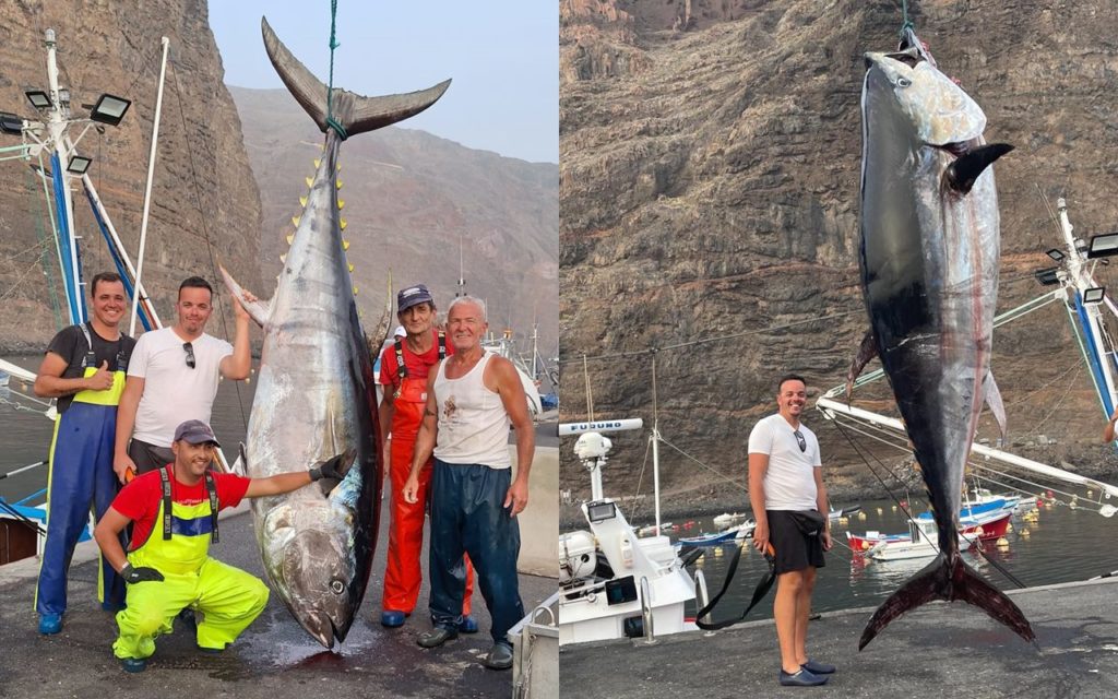 Capturan un atún rojo 'gigante' en Canarias