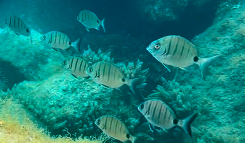 Las sorprendentes especies marinas que puedes encontrar en Las Teresitas: cuidado con pisar una de ellas