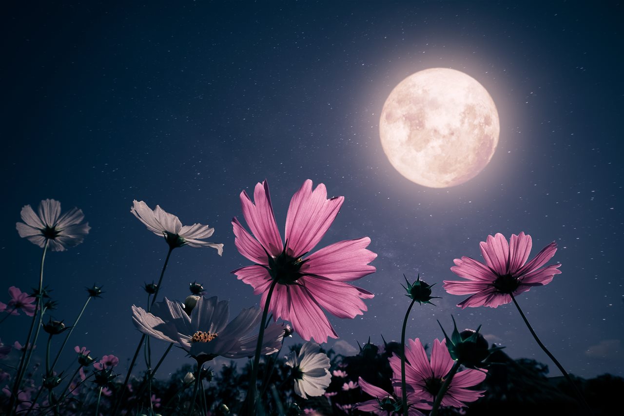 Llega la Luna Rosa, un espectáculo celestial visible desde Canarias