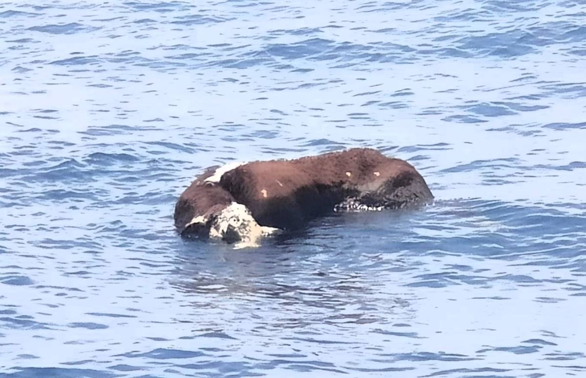 El extraño hallazgo en el mar de Canarias: ¿qué pudo pasar para que el animal llegara hasta ahí?
