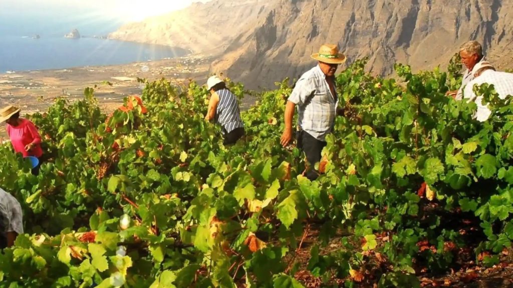 La Guía Peñín reconoce a 26 vinos de 7 bodegas de El Hierro