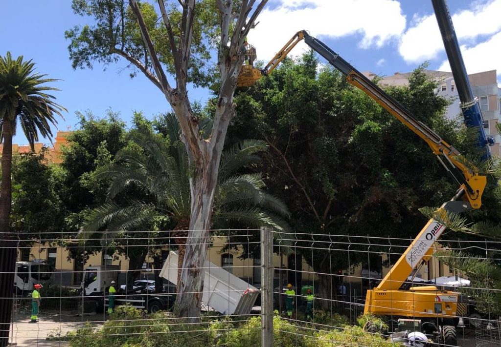 La tala del árbol del parque García Sanabria se prevé finalizar esta tarde debido a sus grandes dimensiones