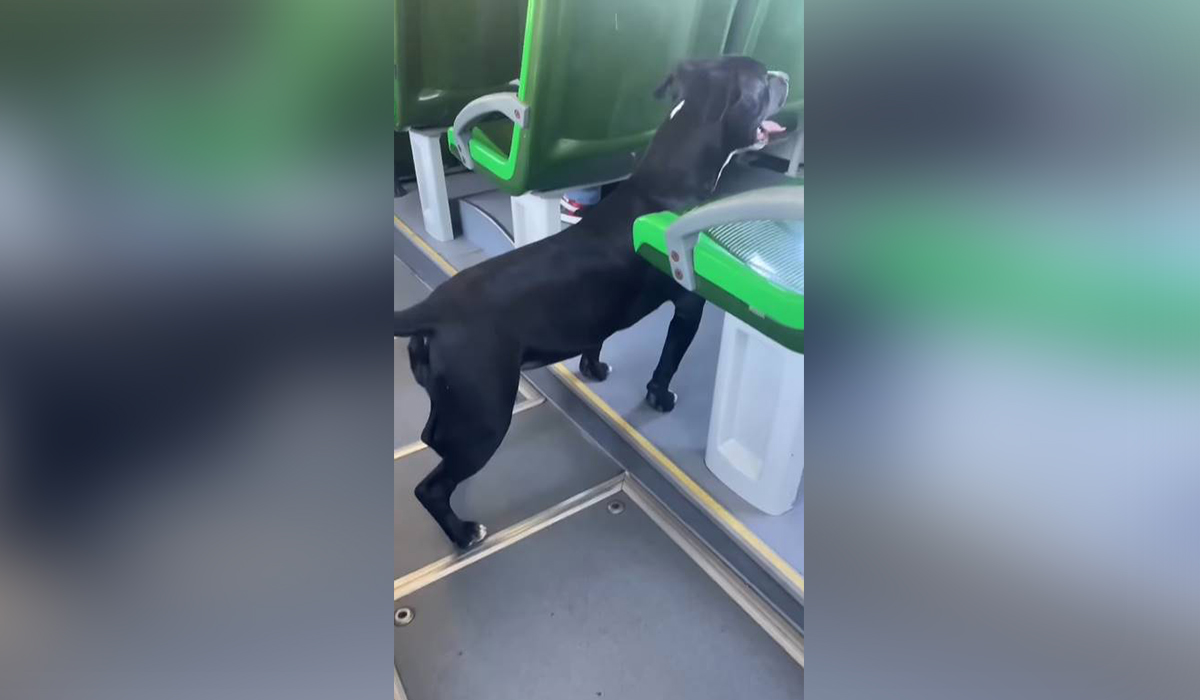 El increíble gesto de la chófer de una guagua de Titsa tras encontrar a un perro perdido