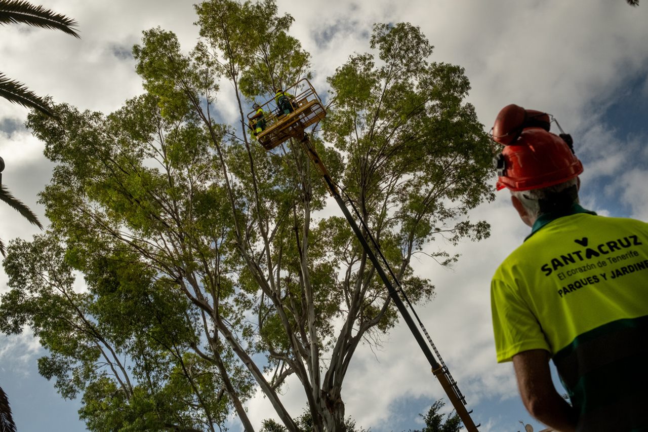 Los operarios proceden a la tala del árbol en una grúa cesta. Fran Pallero