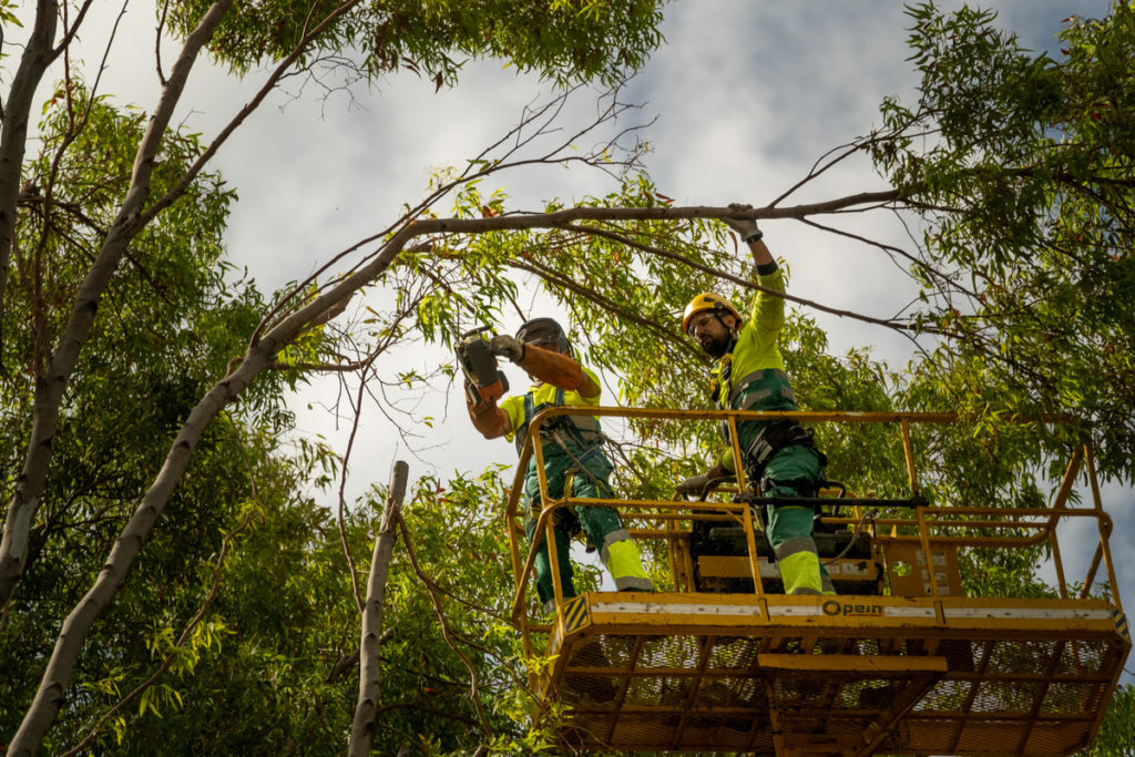 Los operarios proceden a la tala del árbol en una grúa cesta.