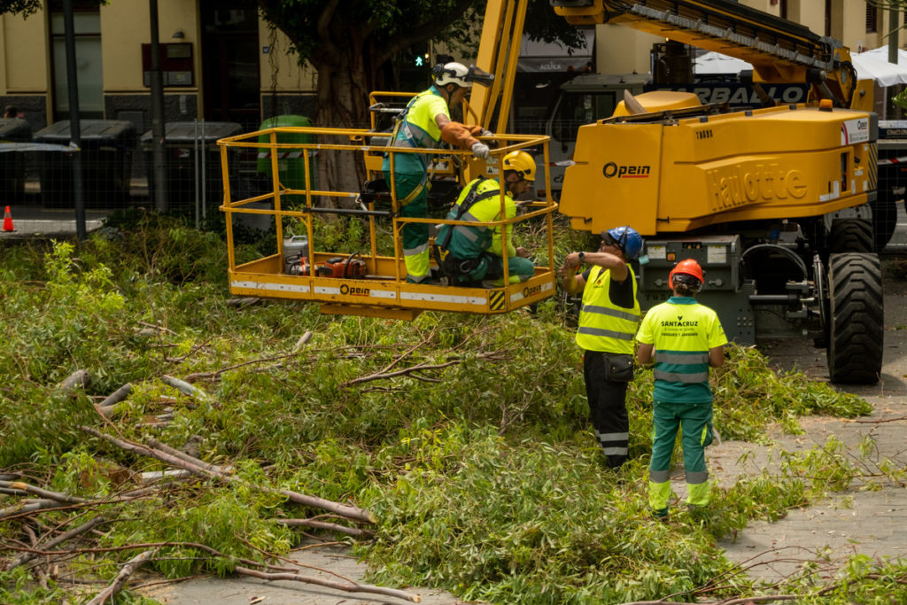 Los operarios proceden a la tala del árbol en una grúa cesta.
