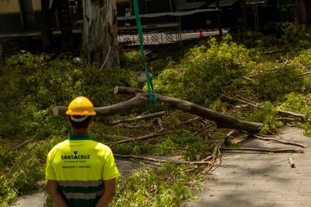 Los operarios proceden a la tala del árbol en una grúa cesta.