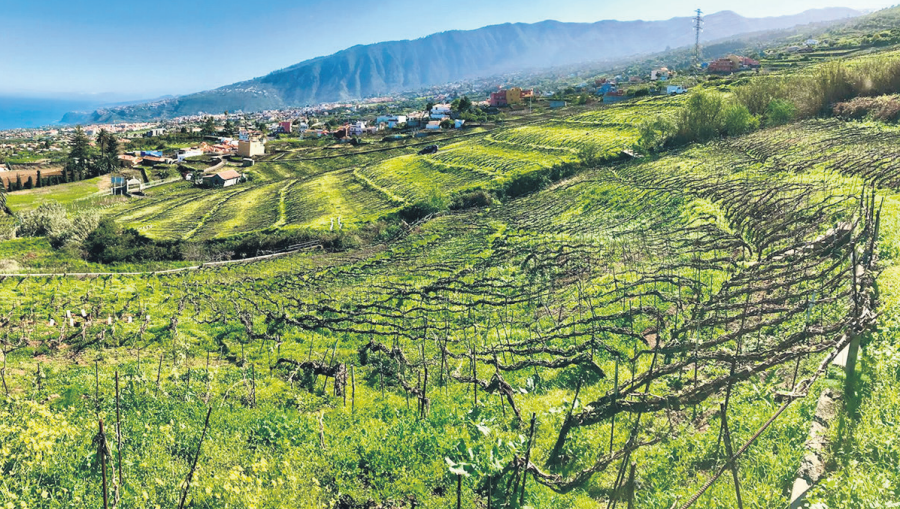 Un municipio de Tenerife recibe el premio al  mejor de la Macaronesia
