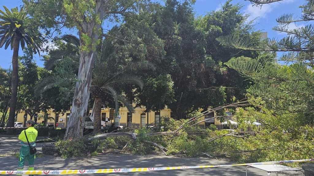 Imagen de la rama que cayó ayer sobre los turistas en Santa Cruz de Tenerife.