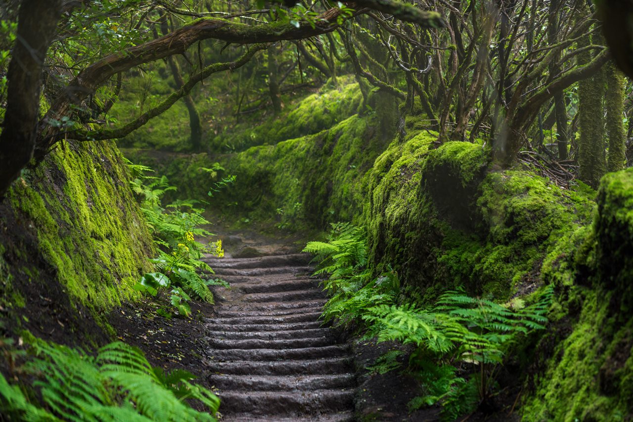 Seis rutas por Tenerife para vagos que quieren disfrutar de una buena caminata (hasta puedes tapear)