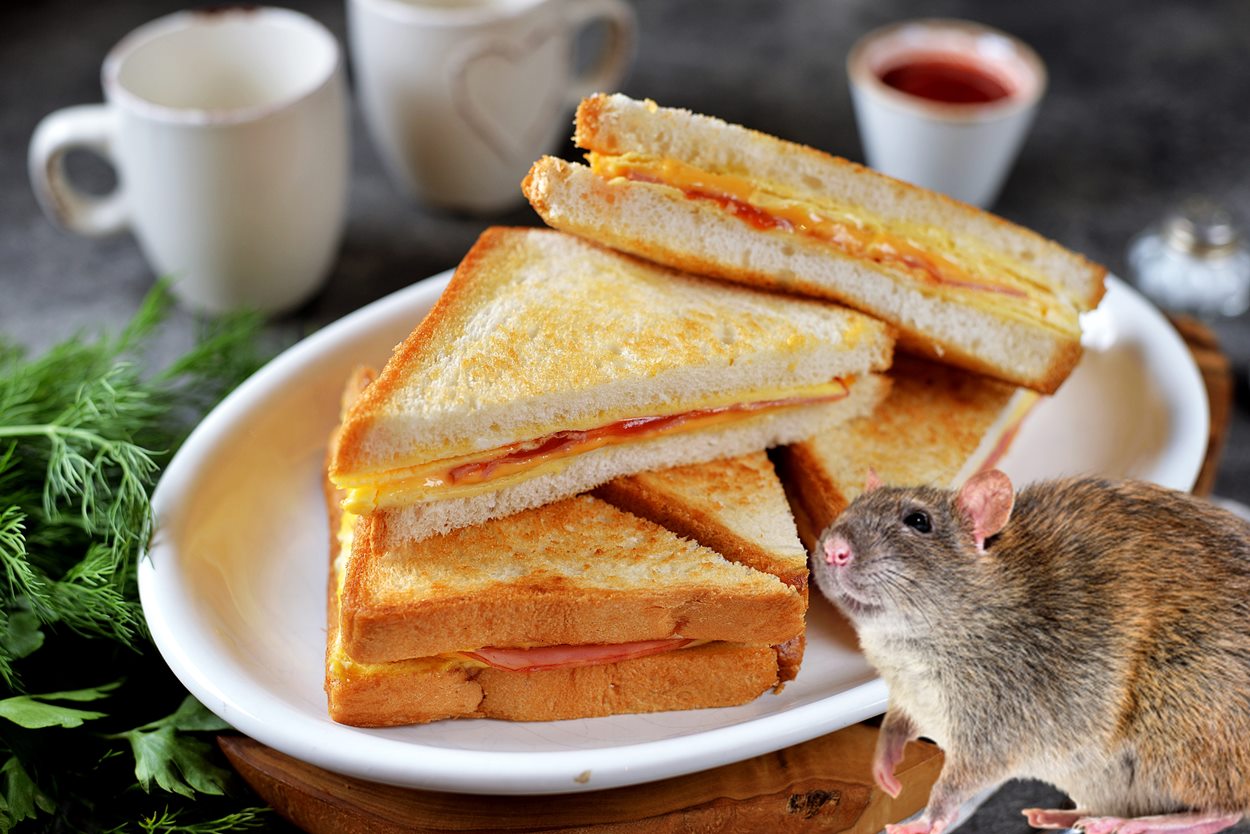 Ordenan la retirada de un pan de molde tras hallar partes de cuerpo de rata