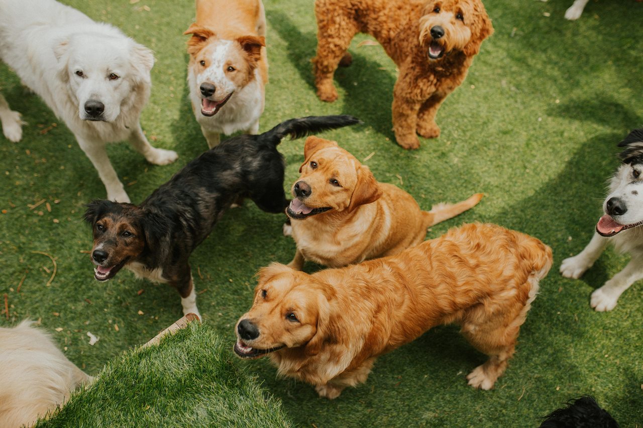 Muere el perro más famoso del mundo. Shutterstock