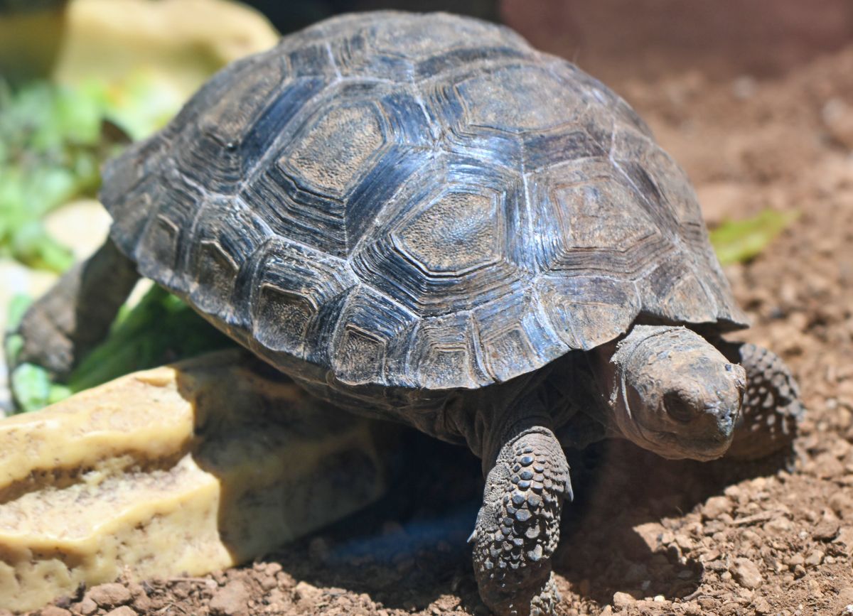 Loro Parque presenta en sociedad a las 7 pequeñas tortugas de Galápagos