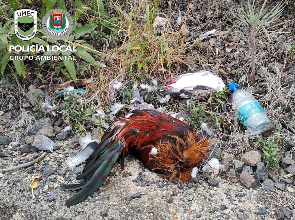 Truculento caso de brujería en Canarias: ¿quién degolló a cinco aves en plena calle?
