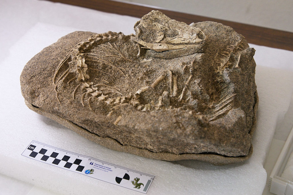 El espectacular fósil de 700.000 años descubierto por sorpresa en Tenerife