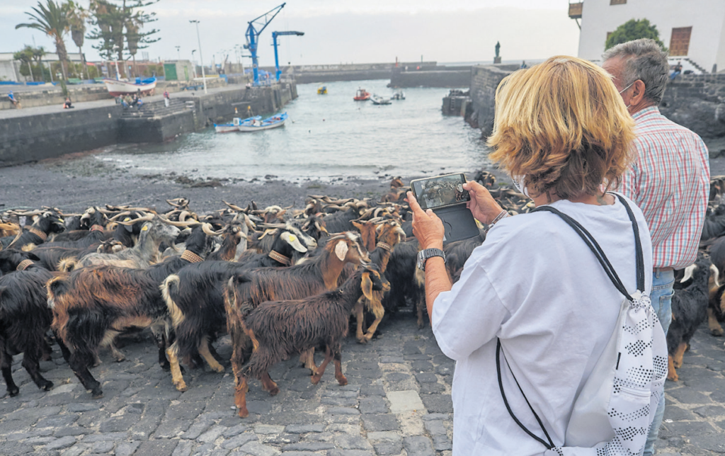 El baño de cabras en el mar pone fin a las celebraciones de San Juan
