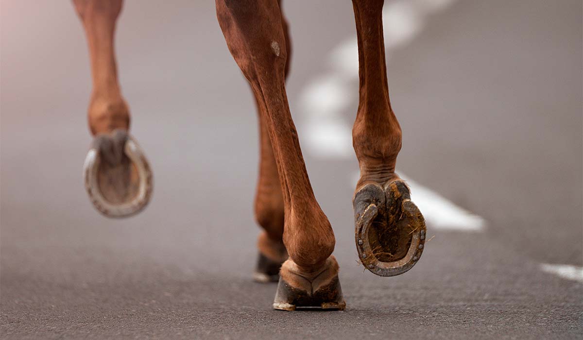 Una caída de caballo deja herido a un joven en Tenerife
