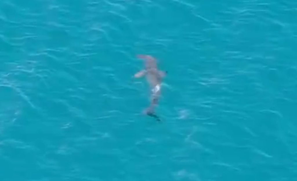 Graban desde el aire al último tiburón avistado en Canarias