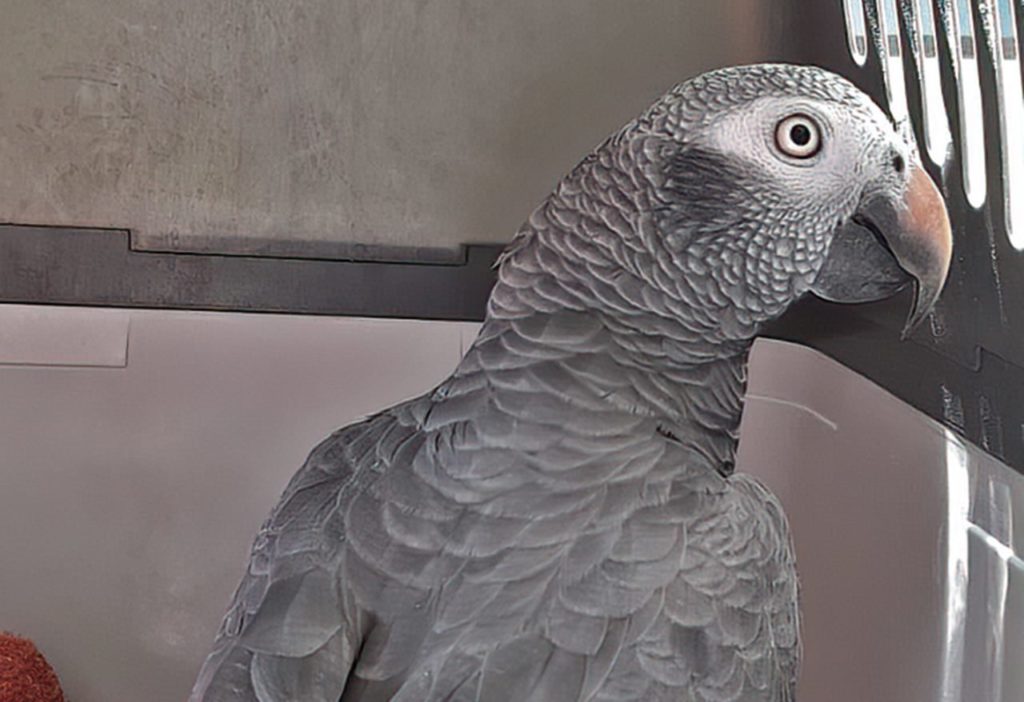 Loro yaco de cola vinagre en Tenerife. Fundación Neotrópico