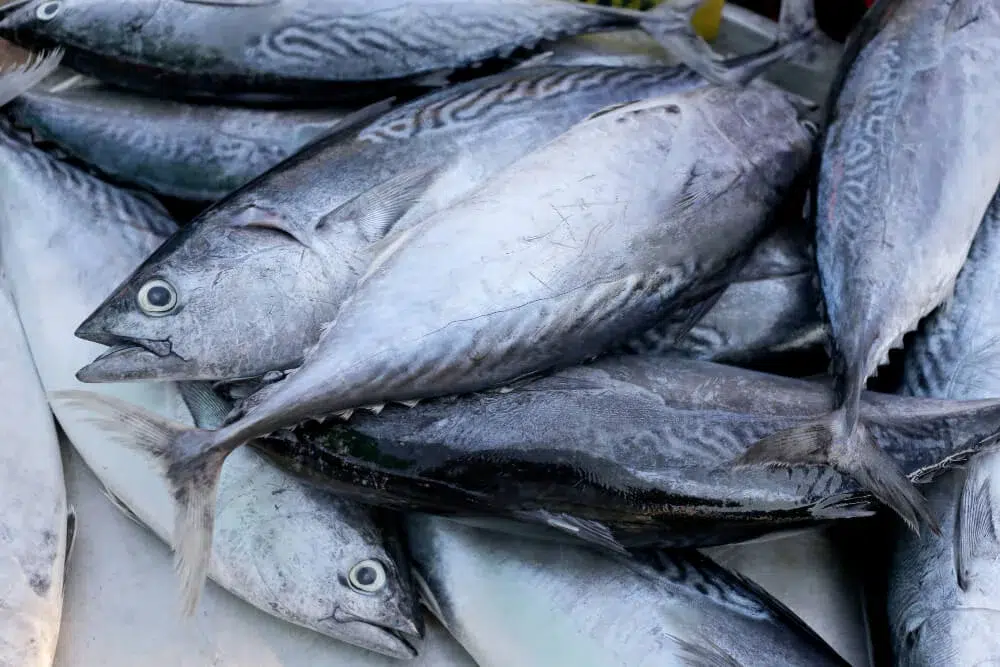 Pillan a varios pescadores con captura ilegal de atún en aguas de Canarias: hasta 60.000 euros de multa