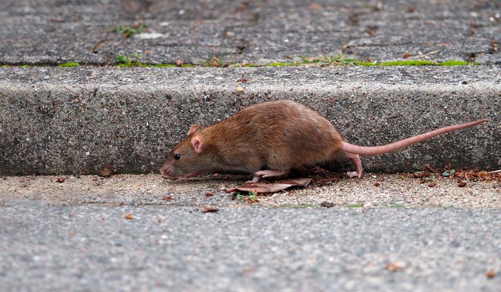 Exigen un plan para acabar con la “proliferación” de ratas en La Orotava