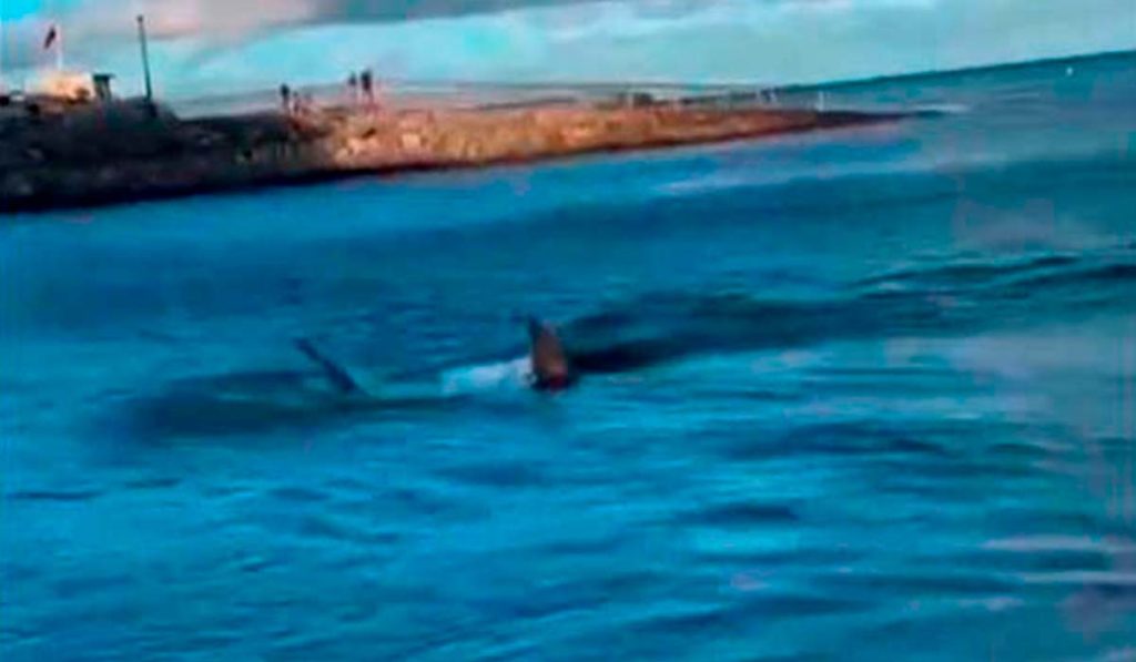 Buscan con drones al tiburón que merodea por la orilla de una playa de Canarias
