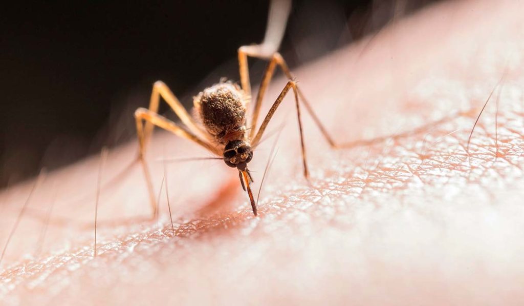 Confirman la presencia “alta” del Virus del Nilo en mosquitos capturados en dos pueblos
