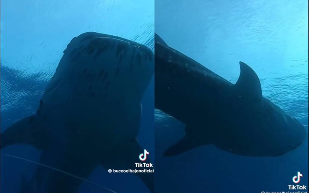 Logran grabar en aguas canarias a una de las especies más grandes e increíbles del mundo
