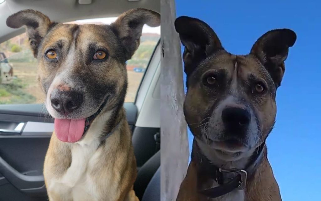 Buscan desesperada a Golar, un perro perdido en Tenerife: ofrecen recompensa de 1.000 euros