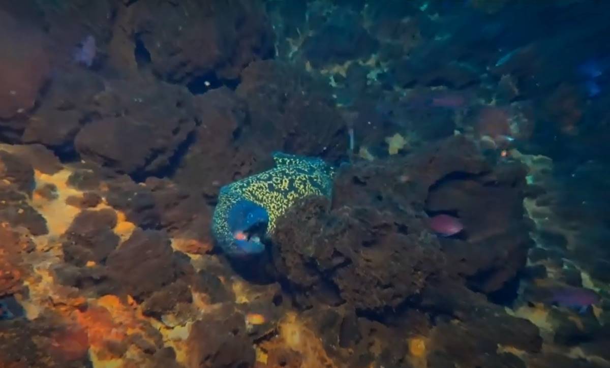 El espectacular hallazgo producido en el fondo del mar en Canarias