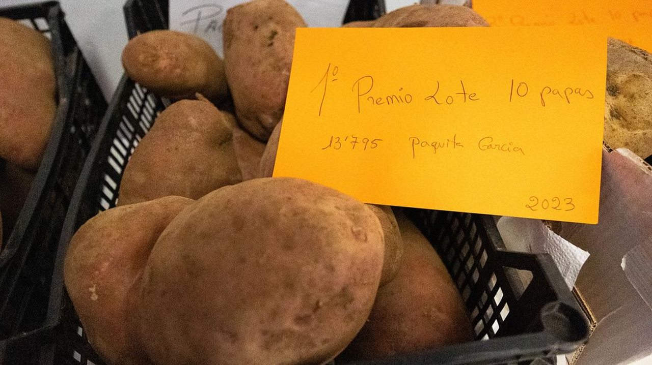 El concurso de la papa más grande existe y se celebra en este pueblo de Canarias