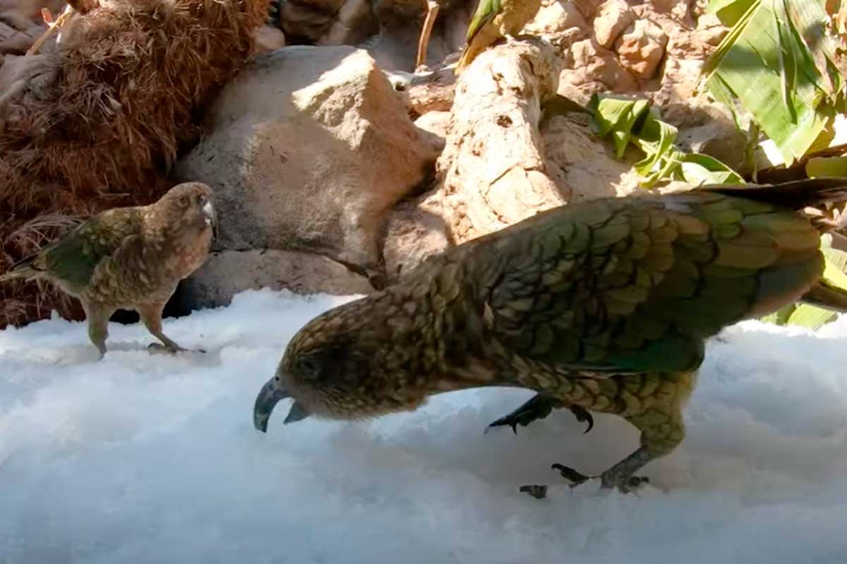 Loro Parque afronta la ola de calor con medidas especiales para refrescar a los animales